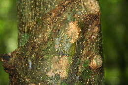 Image of Agonandra macrocarpa L. O. Williams