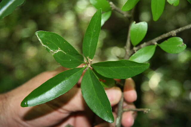 Image of Agonandra macrocarpa L. O. Williams