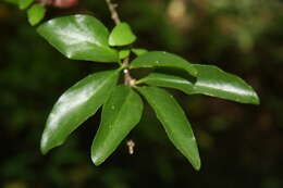 Image of Agonandra macrocarpa L. O. Williams