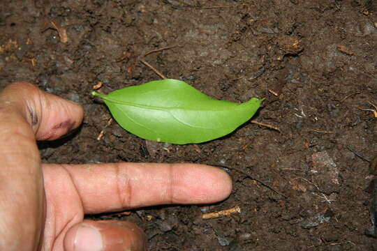 Image of gulf graytwig