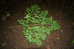 Image de Aralia excelsa (Griseb.) J. Wen