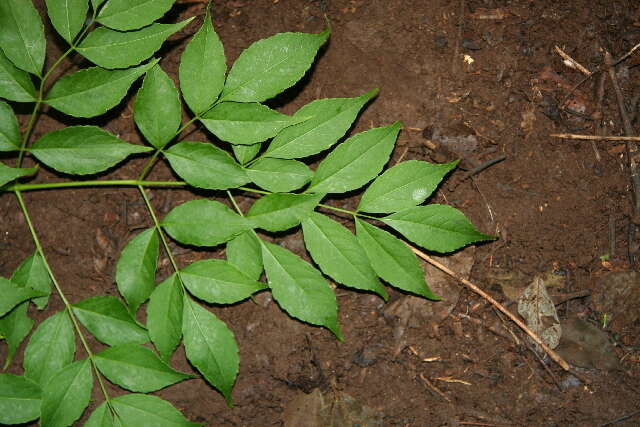 Image de Aralia excelsa (Griseb.) J. Wen