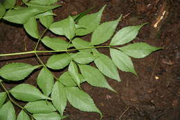 Image de Aralia excelsa (Griseb.) J. Wen