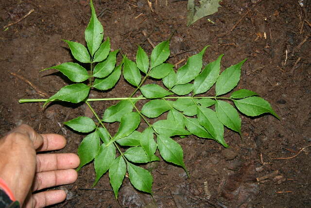 Image de Aralia excelsa (Griseb.) J. Wen