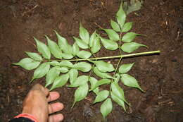 Image de Aralia excelsa (Griseb.) J. Wen