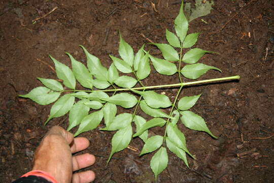 Image de Aralia excelsa (Griseb.) J. Wen