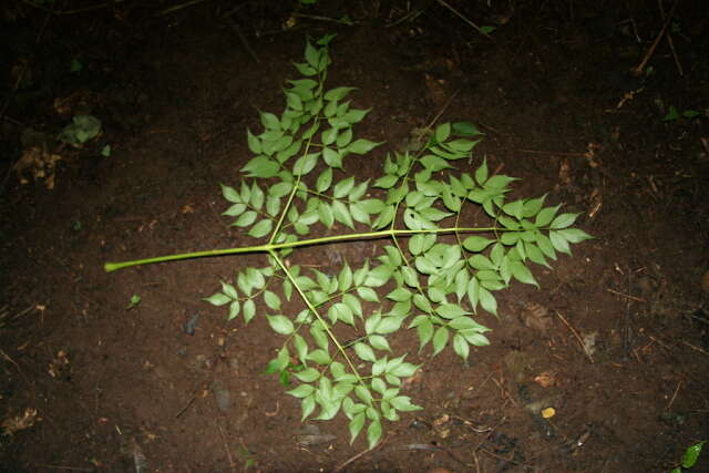 Image de Aralia excelsa (Griseb.) J. Wen