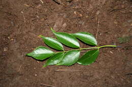 Image de Aralia excelsa (Griseb.) J. Wen