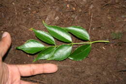 Image de Aralia excelsa (Griseb.) J. Wen