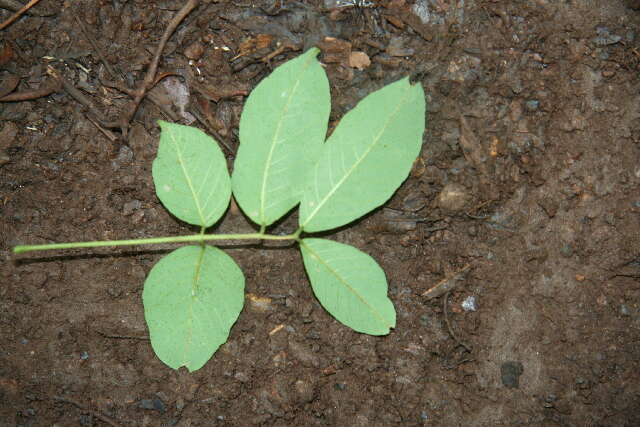 Image of Lonchocarpus oliganthus F. J. Herm.