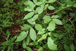 Image of Lonchocarpus oliganthus F. J. Herm.