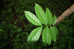 Image of Honduras mahogany