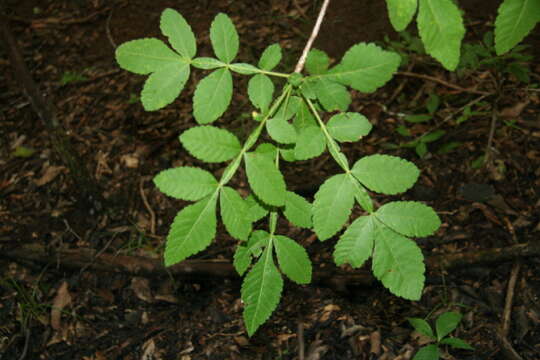 Image de Bursera tomentosa (Jacq.) Triana & Planch.