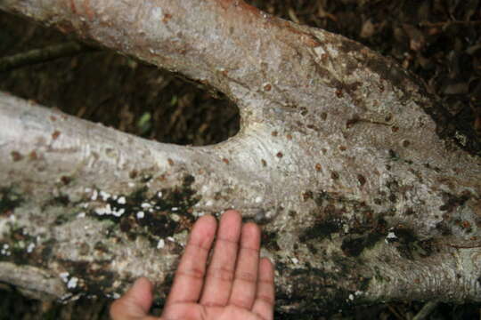 Image of Bursera tomentosa (Jacq.) Triana & Planch.