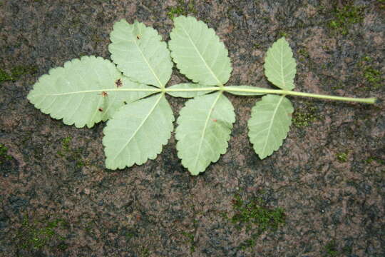 Image de Bursera tomentosa (Jacq.) Triana & Planch.