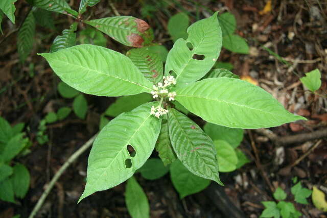 Plancia ëd Psychotria nervosa Sw.