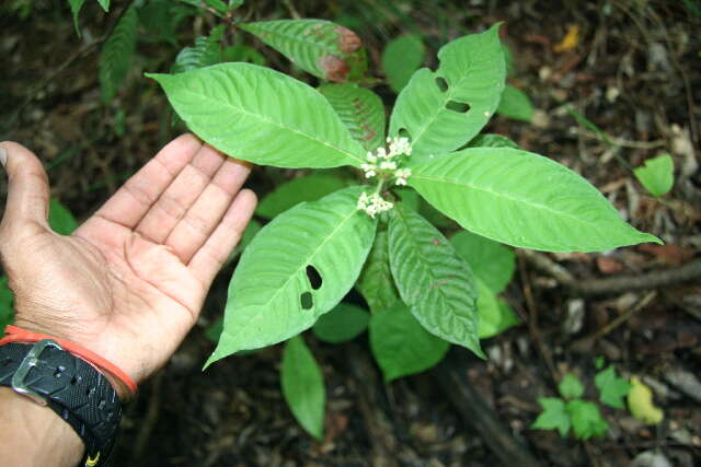 Plancia ëd Psychotria nervosa Sw.