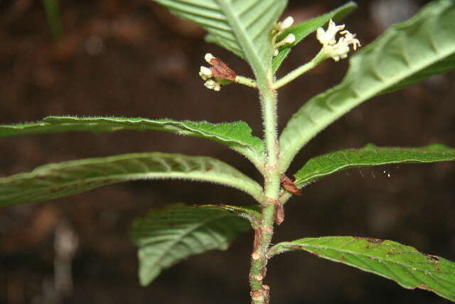 Imagem de Psychotria nervosa Sw.