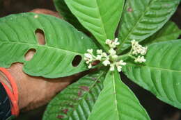 Imagem de Psychotria nervosa Sw.