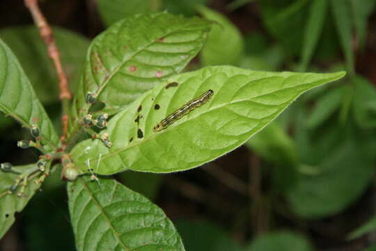 Plancia ëd Psychotria nervosa Sw.