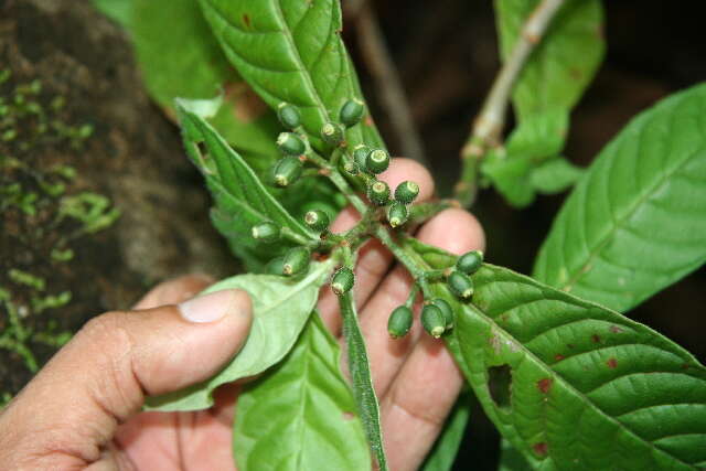 Imagem de Psychotria nervosa Sw.