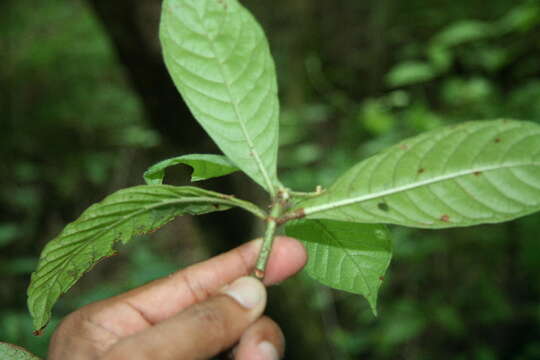 Imagem de Psychotria nervosa Sw.