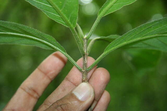 Imagem de Trigonia rugosa Benth.