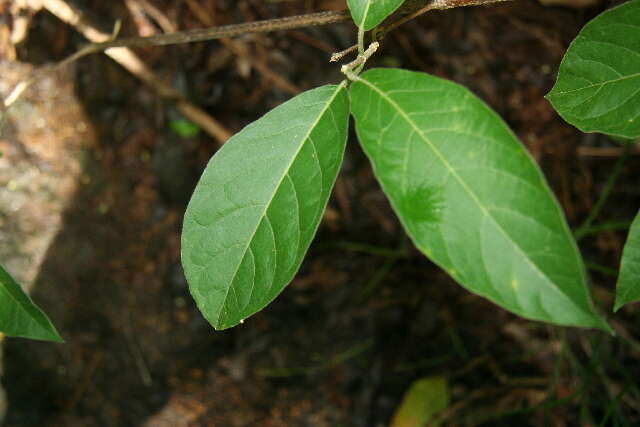 Imagem de Trigonia rugosa Benth.