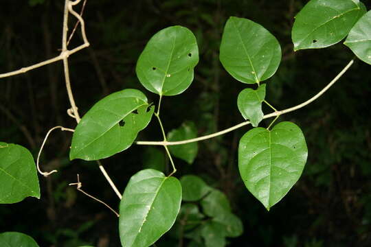 Image of membranous garlicvine