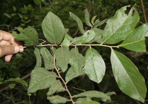 Image of Diospyros salicifolia Humb. & Bonpl. ex Willd.