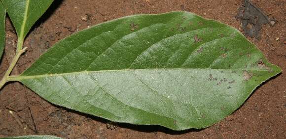 Image of Diospyros salicifolia Humb. & Bonpl. ex Willd.