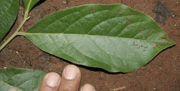 Image of Diospyros salicifolia Humb. & Bonpl. ex Willd.