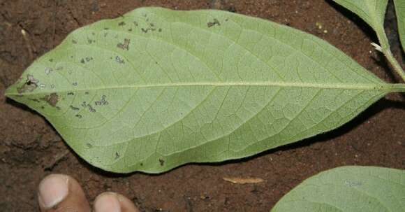 Image of Diospyros salicifolia Humb. & Bonpl. ex Willd.