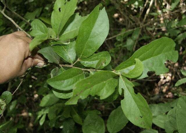 Diospyros salicifolia Humb. & Bonpl. ex Willd.的圖片