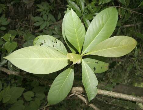 صورة Ixora floribunda (A. Rich.) Griseb.