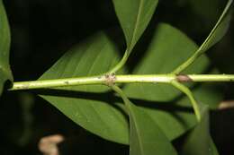 Image of Ixora floribunda (A. Rich.) Griseb.