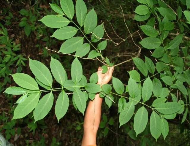 Imagem de Aegiphila panamensis Moldenke