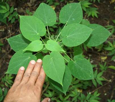 صورة Polystemma guatemalense (Schltr.) W. D. Stevens