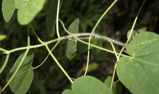 Image of arborescente rattan