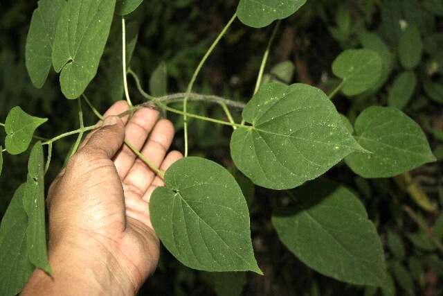 Image of arborescente rattan