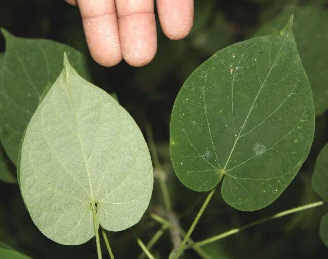 Image of arborescente rattan