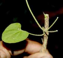 Image of arborescente rattan