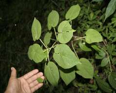 Image of arborescente rattan