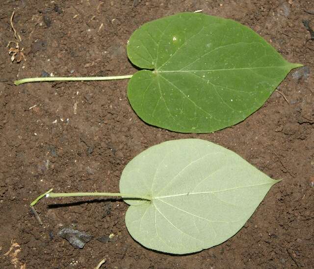 Image of arborescente rattan