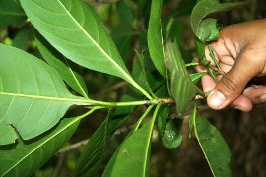 صورة Ixora floribunda (A. Rich.) Griseb.