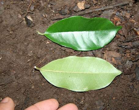 Image de Chrysophyllum brenesii Cronquist