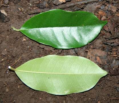 Image de Chrysophyllum brenesii Cronquist