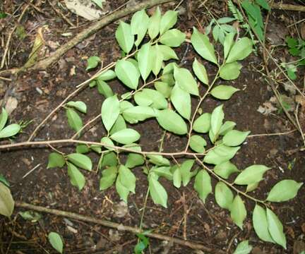 Image de Chrysophyllum brenesii Cronquist