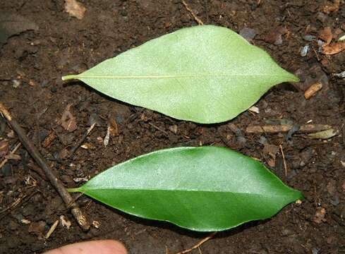 Image de Chrysophyllum brenesii Cronquist