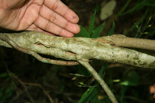 Image of Psychotria pubescens